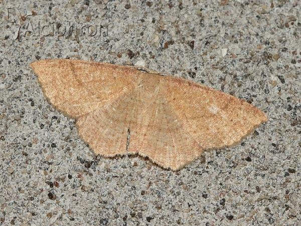 Cyclophora quercimontaria