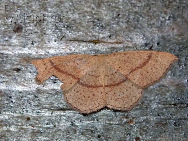 Cyclophora quercimontaria