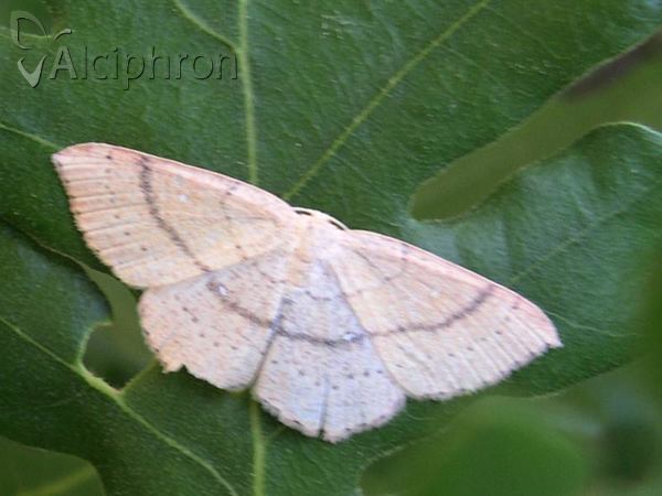 Cyclophora quercimontaria