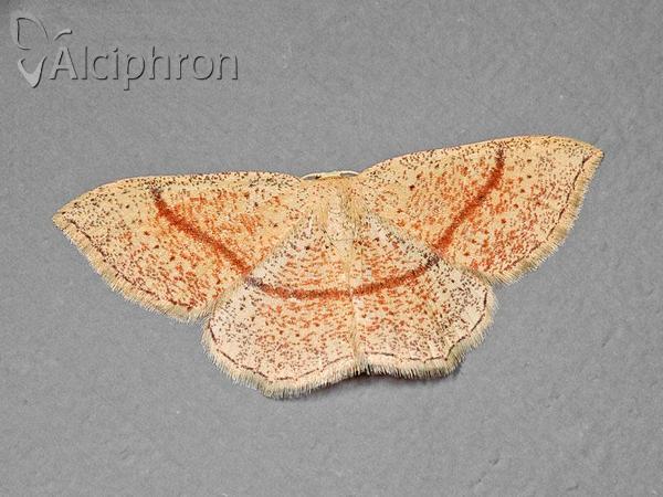 Cyclophora quercimontaria