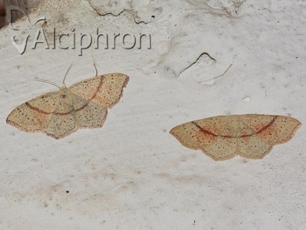 Cyclophora quercimontaria