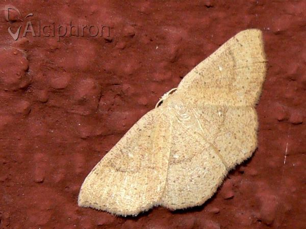 Cyclophora porata