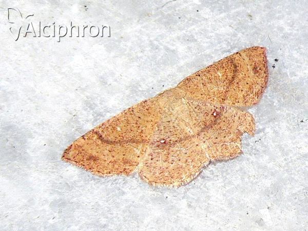 Cyclophora porata