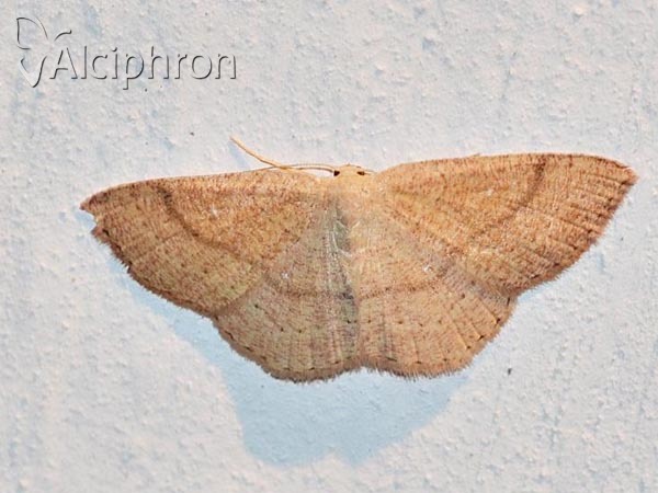 Cyclophora porata