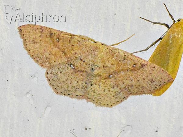 Cyclophora porata