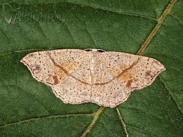 Cyclophora punctaria
