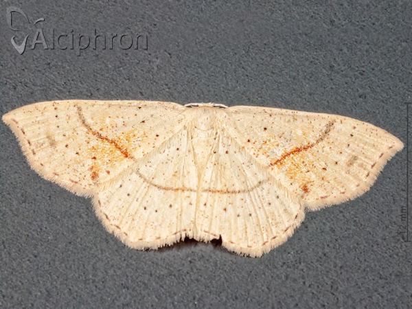 Cyclophora punctaria