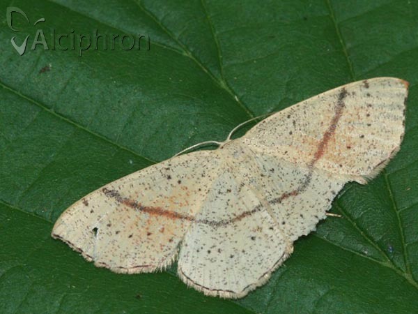 Cyclophora punctaria