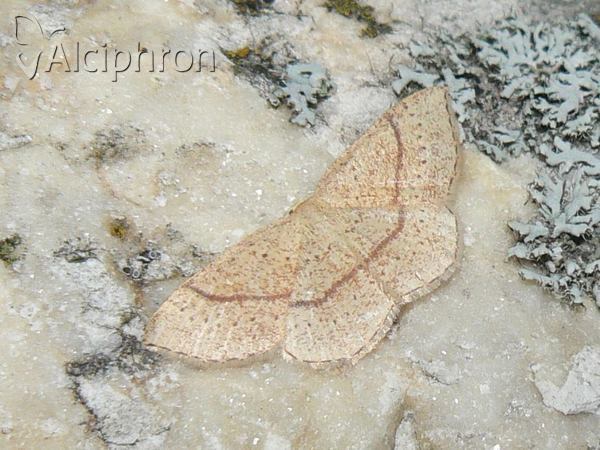 Cyclophora punctaria