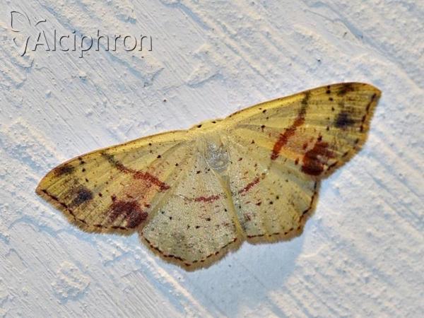 Cyclophora punctaria
