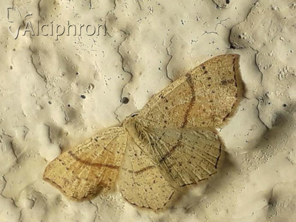 Cyclophora punctaria
