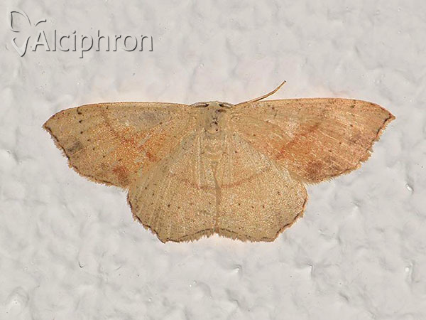 Cyclophora punctaria