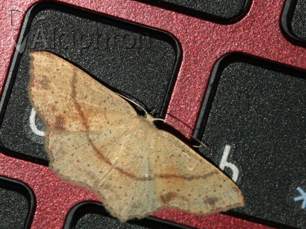Cyclophora punctaria