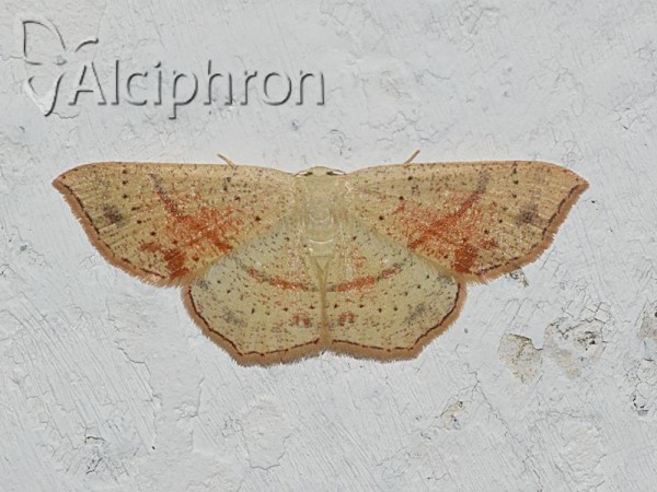 Cyclophora punctaria