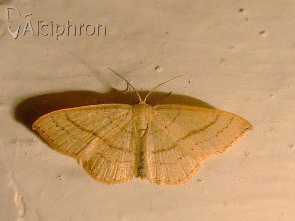Cyclophora suppunctaria