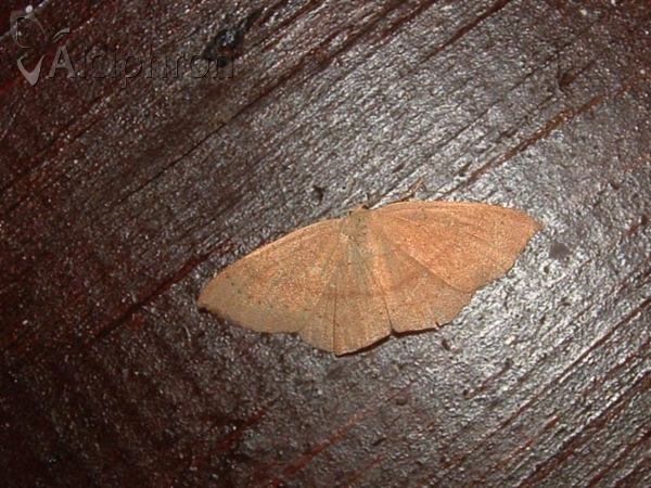 Cyclophora suppunctaria