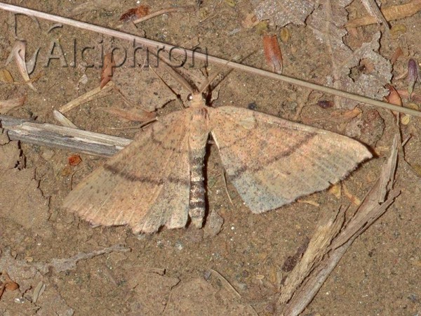 Cyclophora suppunctaria