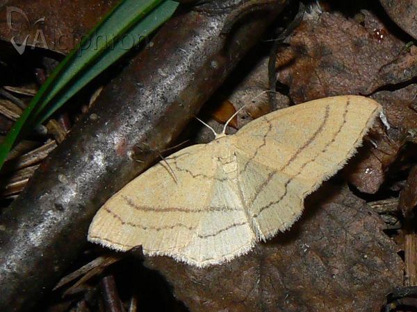 Cyclophora linearia