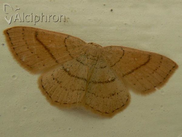 Cyclophora linearia