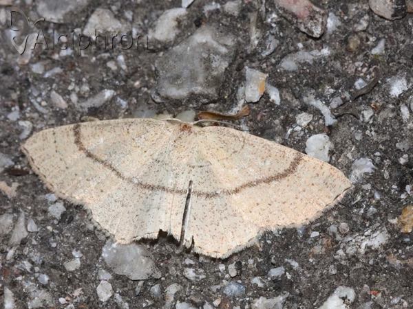 Cyclophora linearia