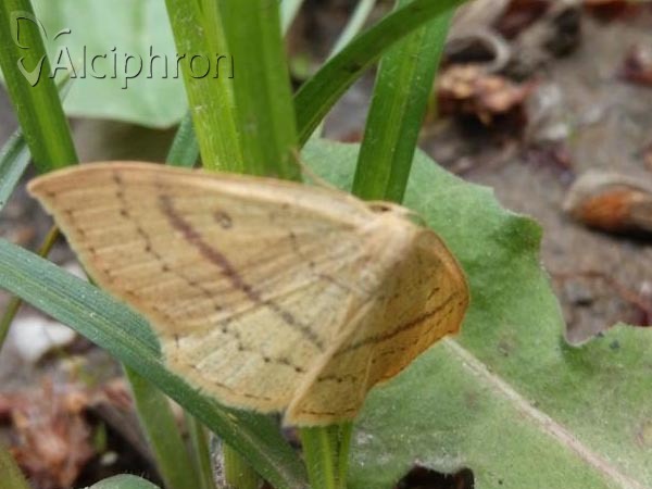 Cyclophora linearia