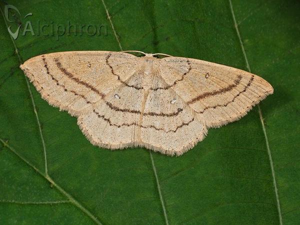 Cyclophora linearia