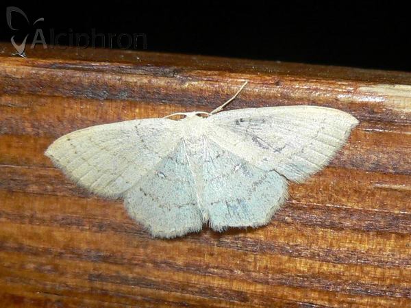 Cyclophora linearia