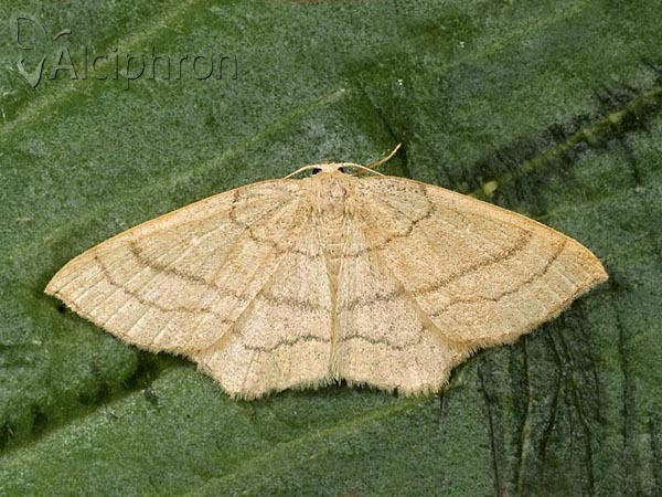 Cyclophora linearia