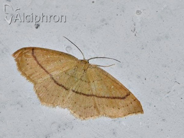 Cyclophora linearia