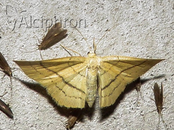 Cyclophora linearia