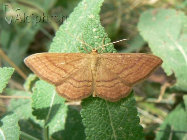 Idaea serpentata