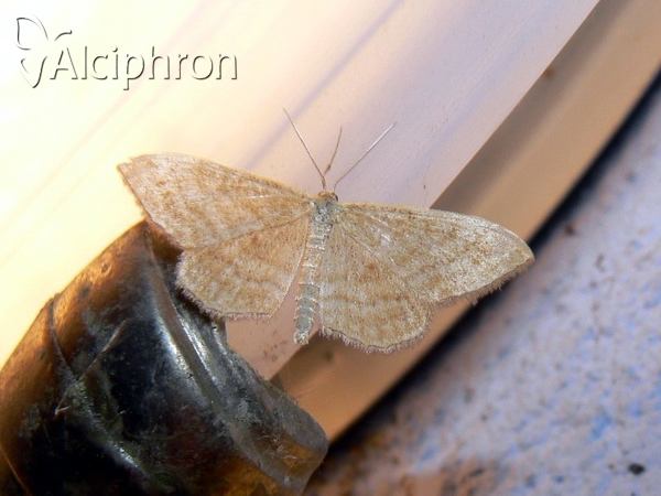 Idaea serpentata