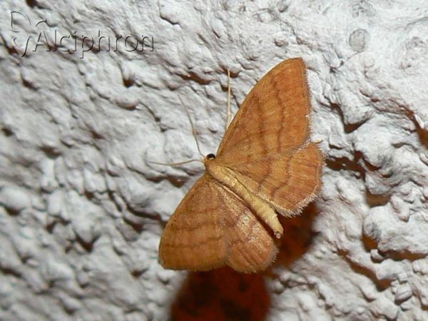 Idaea serpentata
