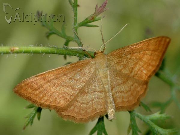 Idaea serpentata