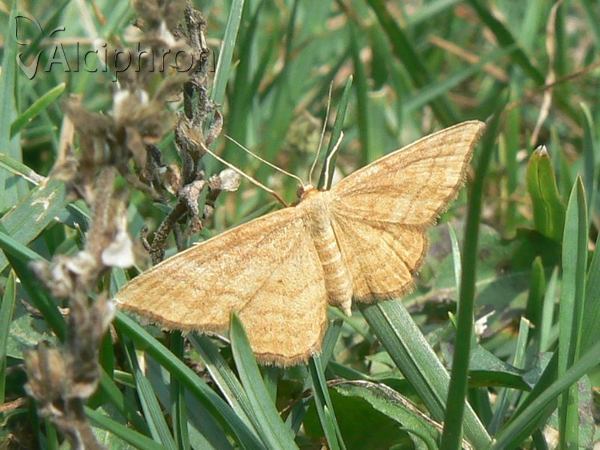 Idaea serpentata