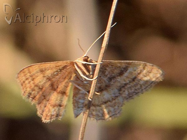 Idaea serpentata