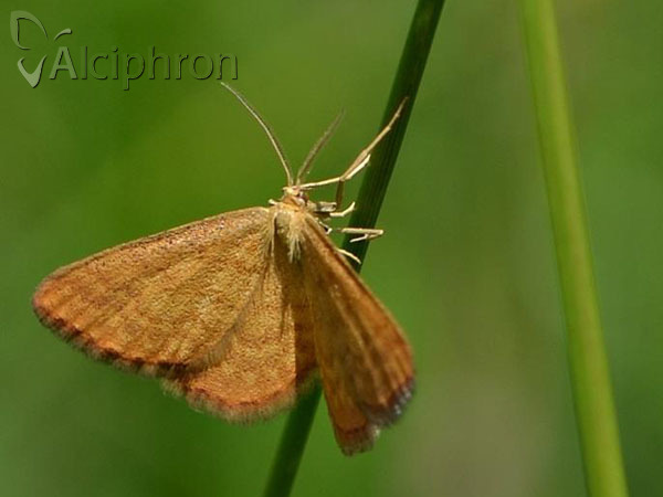Idaea serpentata
