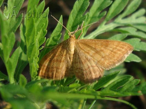 Idaea serpentata
