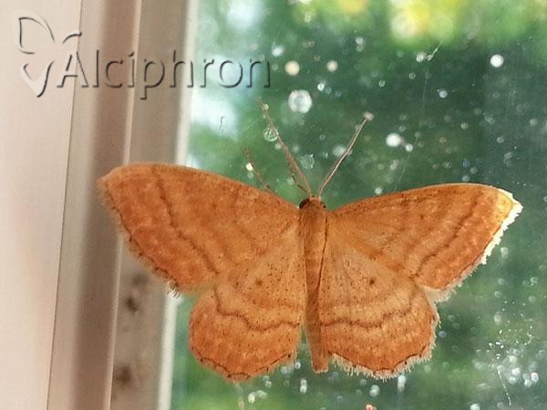 Idaea serpentata