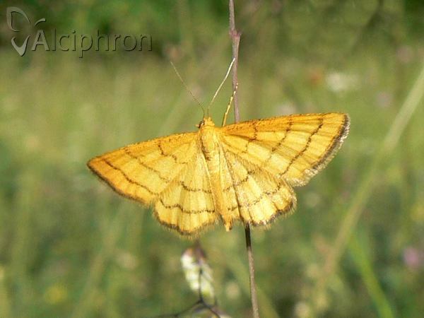 Idaea aureolaria