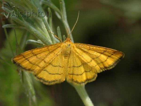 Idaea aureolaria