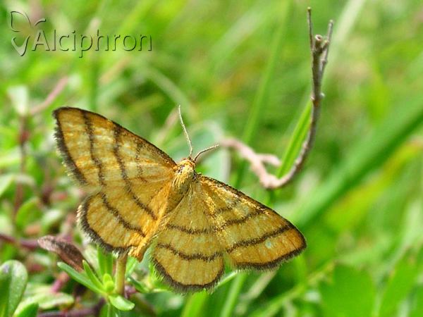 Idaea aureolaria