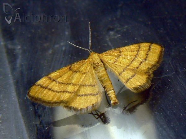 Idaea aureolaria