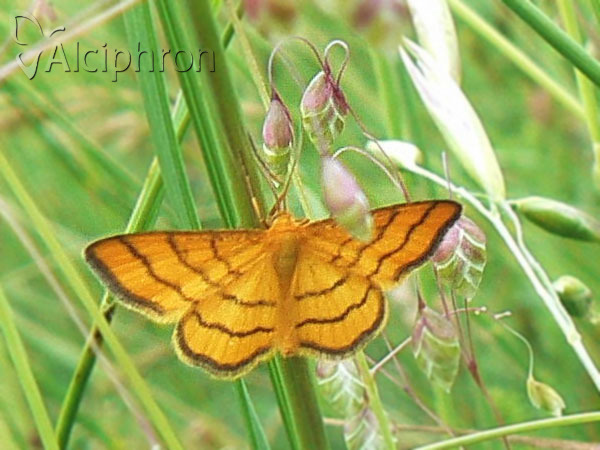 Idaea aureolaria