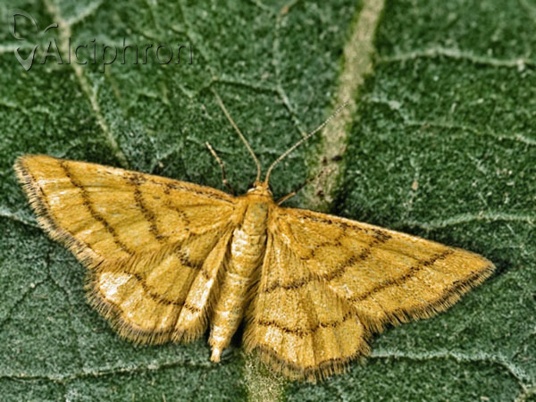 Idaea aureolaria