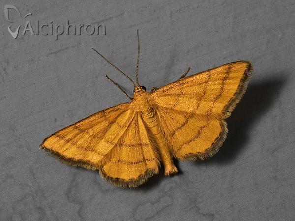 Idaea aureolaria