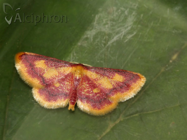 Idaea muricata