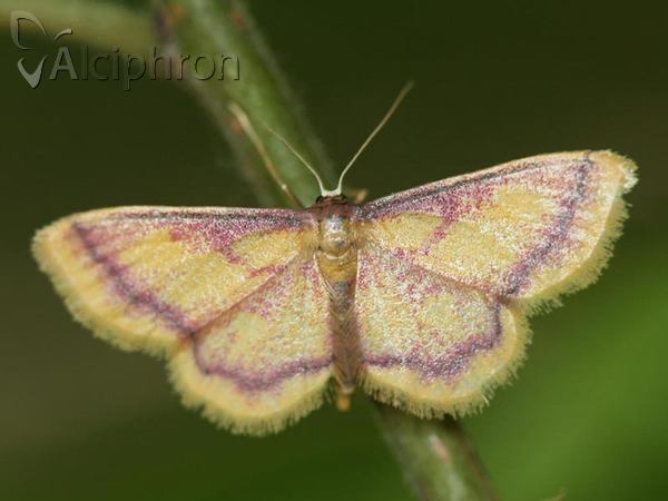 Idaea muricata