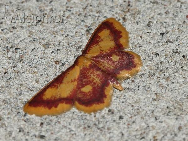 Idaea muricata