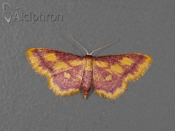 Idaea muricata